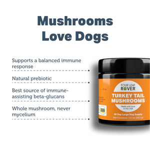 
                  
                    Turkey Tail - Organic Mushroom Extract
                  
                