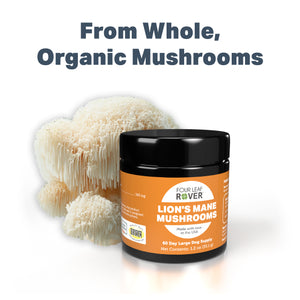 
                  
                    Lion's Mane - Organic Mushroom Extract
                  
                