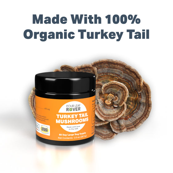 
                  
                    Turkey Tail - Organic Mushroom Extract
                  
                